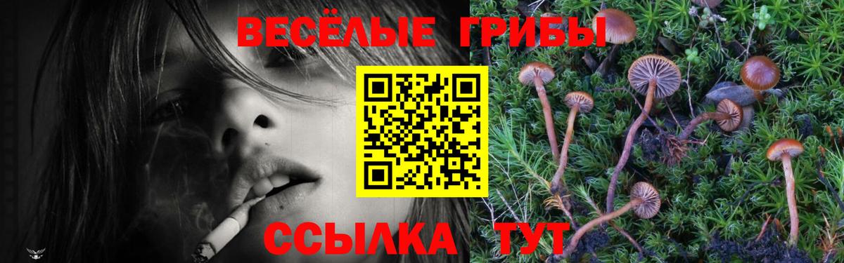 Галлюциногенные грибы Psilocybine cubensis Саров